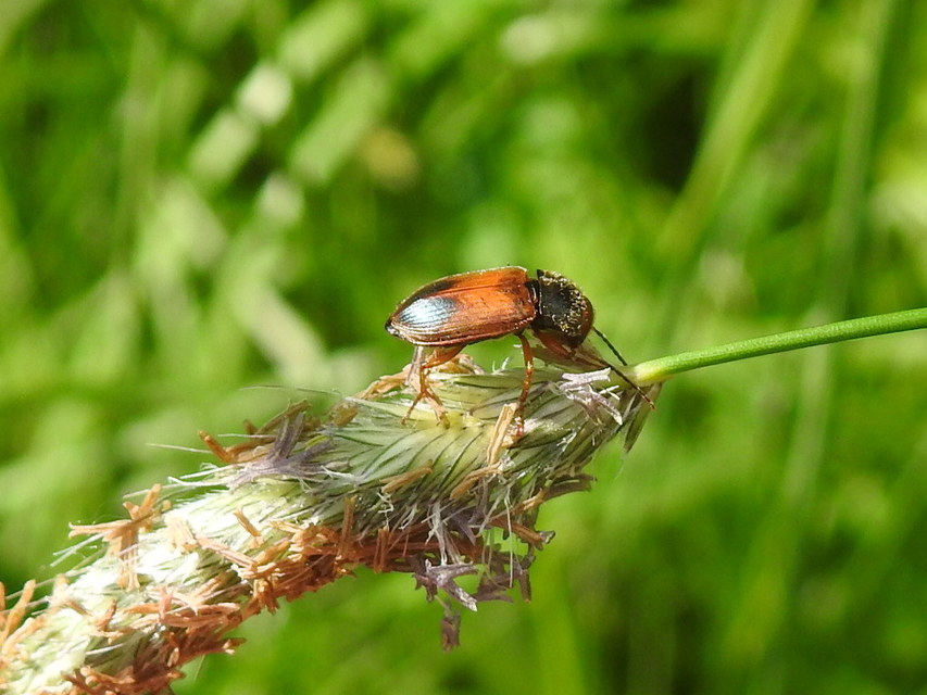Diachromus germanus - német tarkafutó