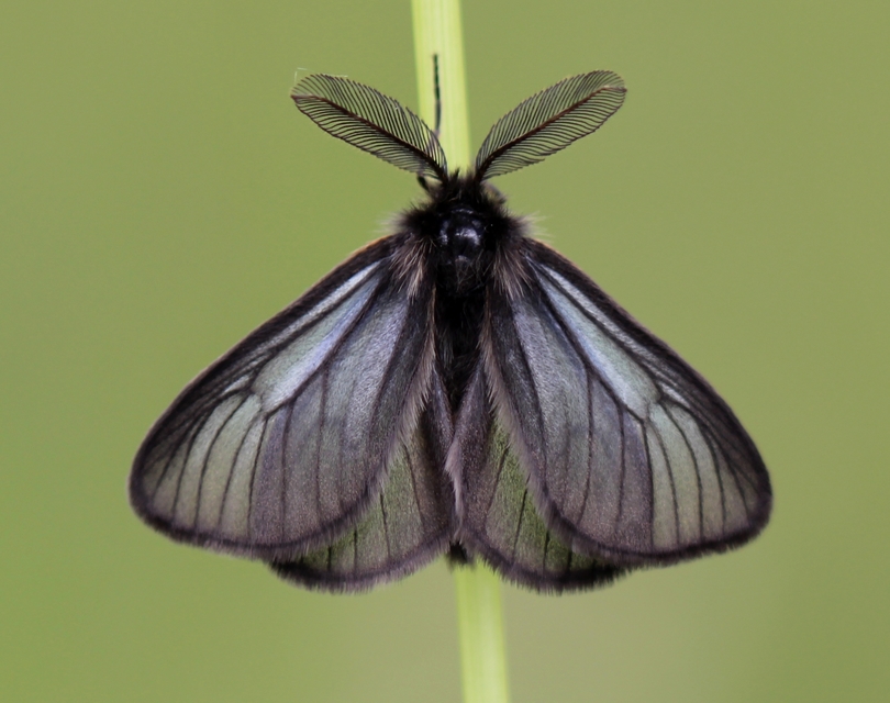 Pentophera morio - réti gyapjaslepke