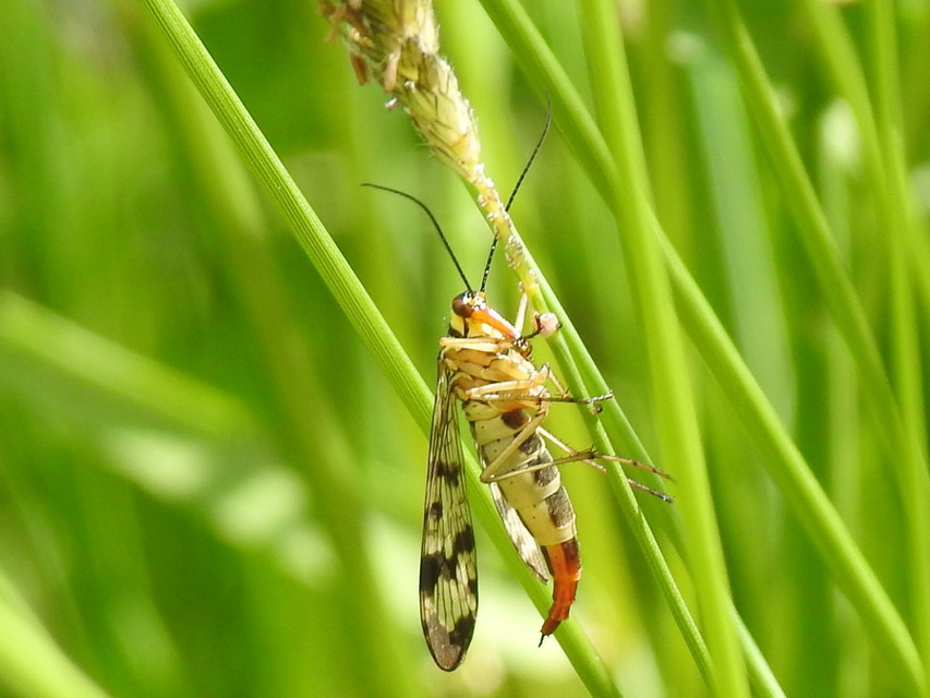 Panorpa vulgaris