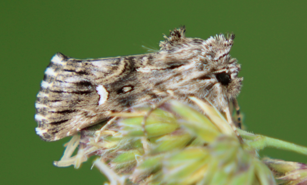 Calophasia lunula - gyújtoványfű-apróbagoly
