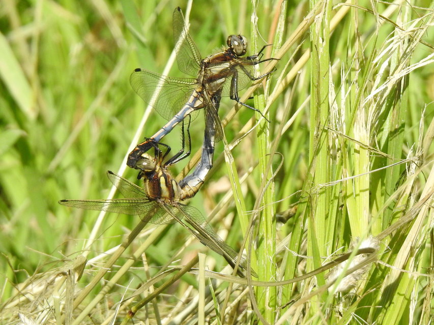 Orthetrum albistylum - fehérfarkú pásztorszitakötő