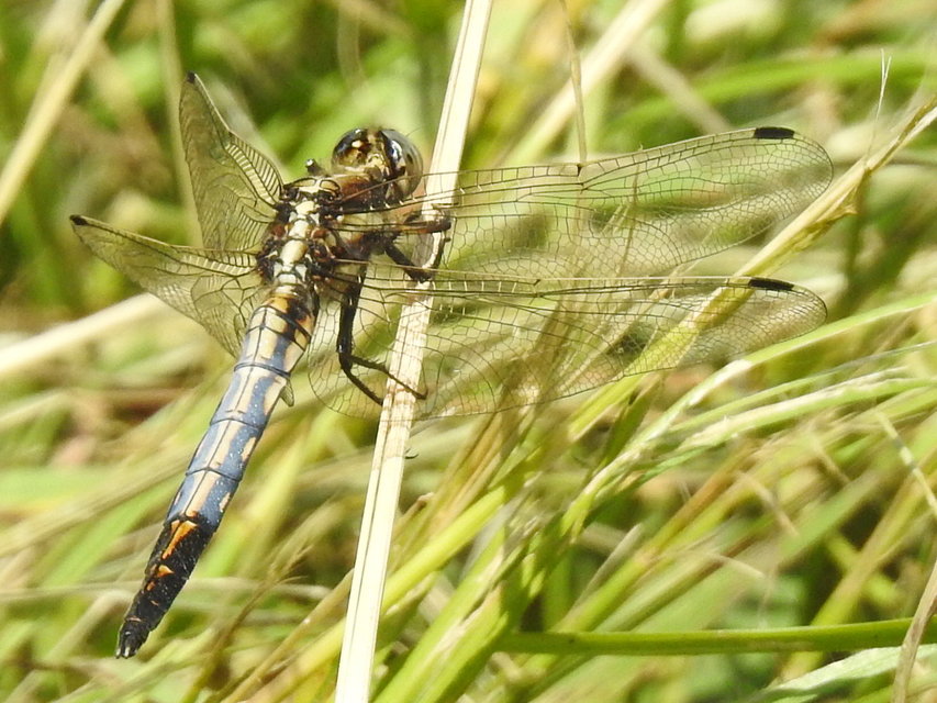 Orthetrum albistylum - fehérfarkú pásztorszitakötő