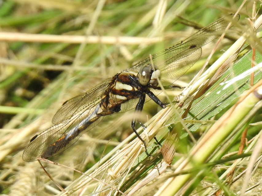 Orthetrum albistylum - fehérfarkú pásztorszitakötő