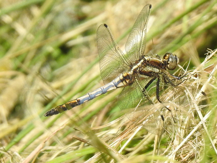 Orthetrum albistylum - fehérfarkú pásztorszitakötő