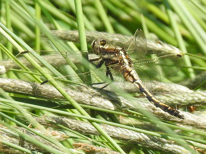 Orthetrum albistylum - fehérfarkú pásztorszitakötő