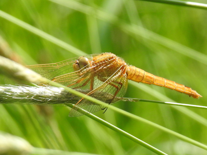 Crocothemis erythraea - skarlát szitakötő