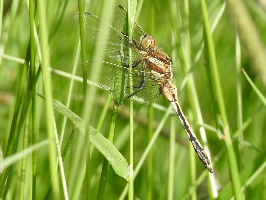 Orthetrum albistylum - fehérfarkú pásztorszitakötő