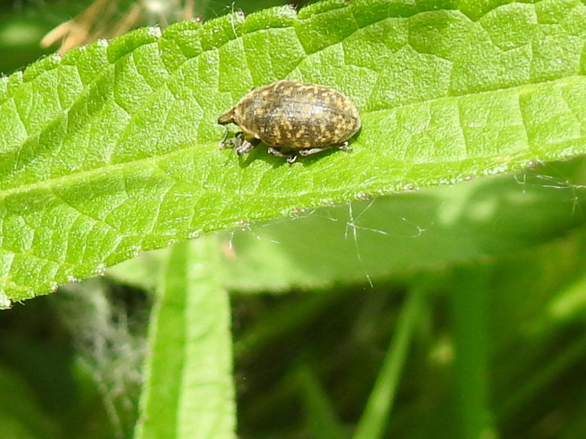 Larinus turbinatus - kúposorrú púderbarkó