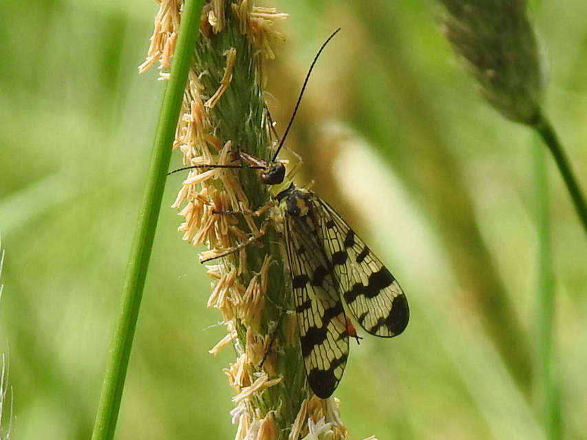 Panorpa vulgaris