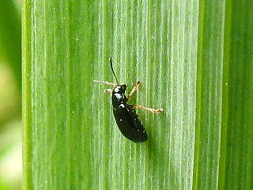 Aphthona