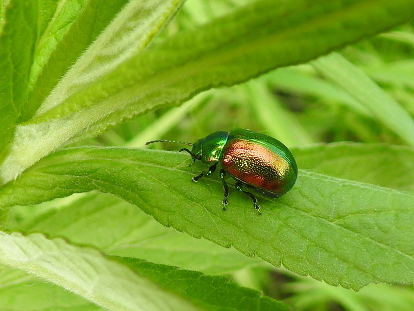 Chrysolina graminis - zöld varádicslevelész