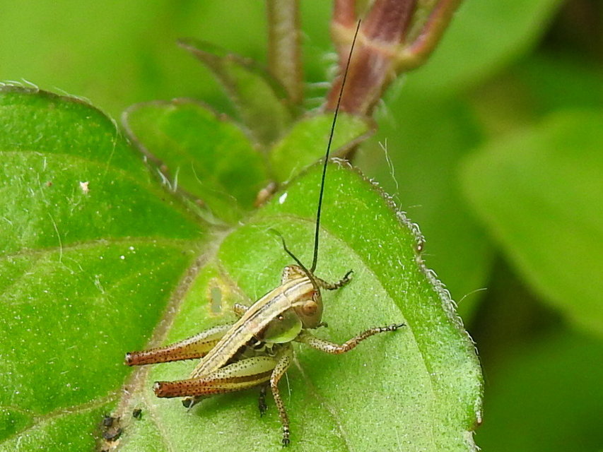 Roeseliana roeselii - Rösel-rétiszöcske