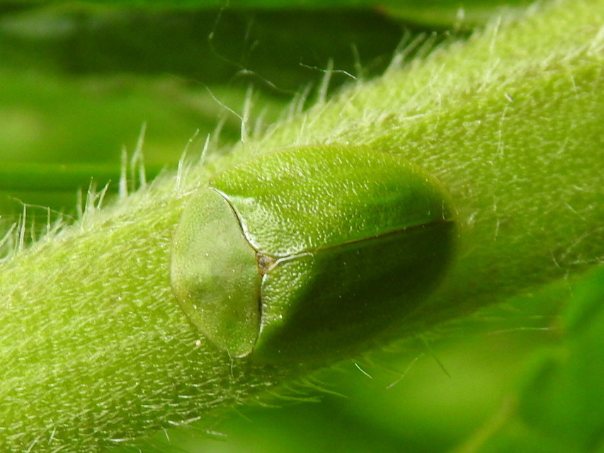 Cassida viridis - zöld pajzsbogár Cassida viridis - zöld pajzsbogár
