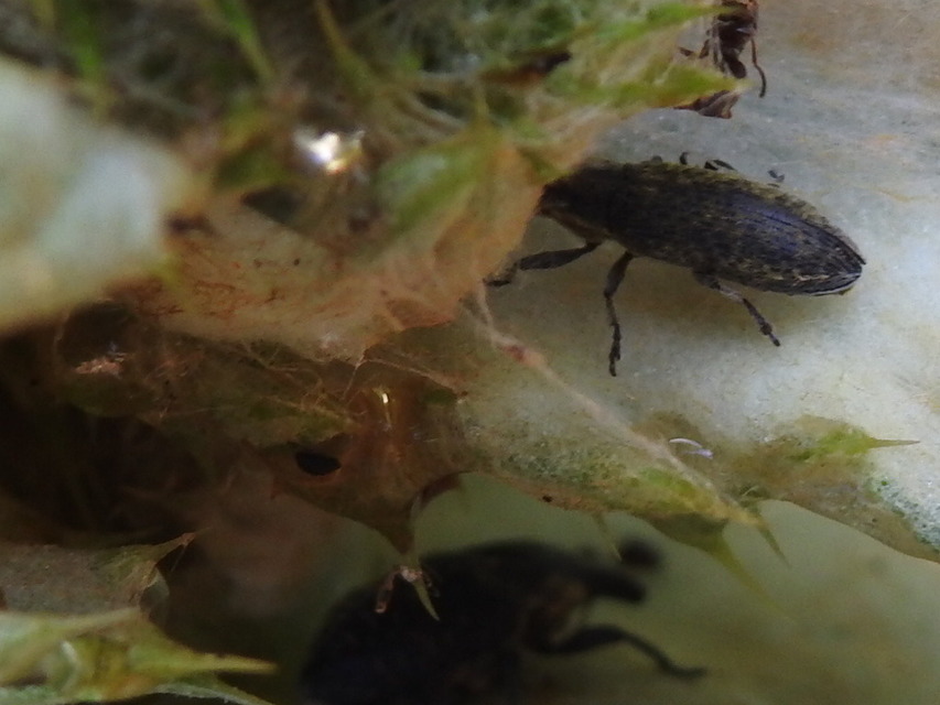 Lixus cardui/filiformis