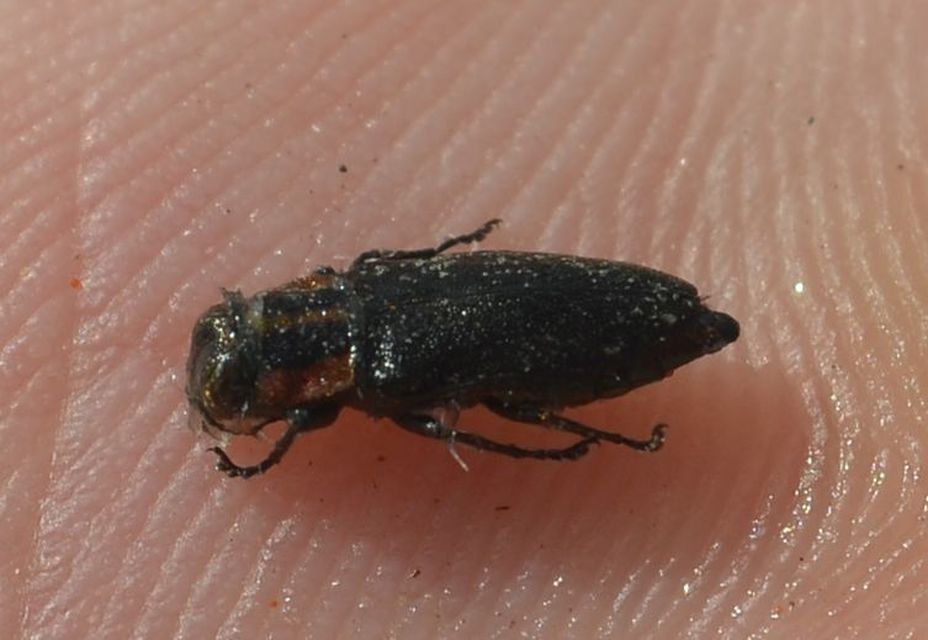 Anthaxia manca - sávosnyakú virágdíszbogár