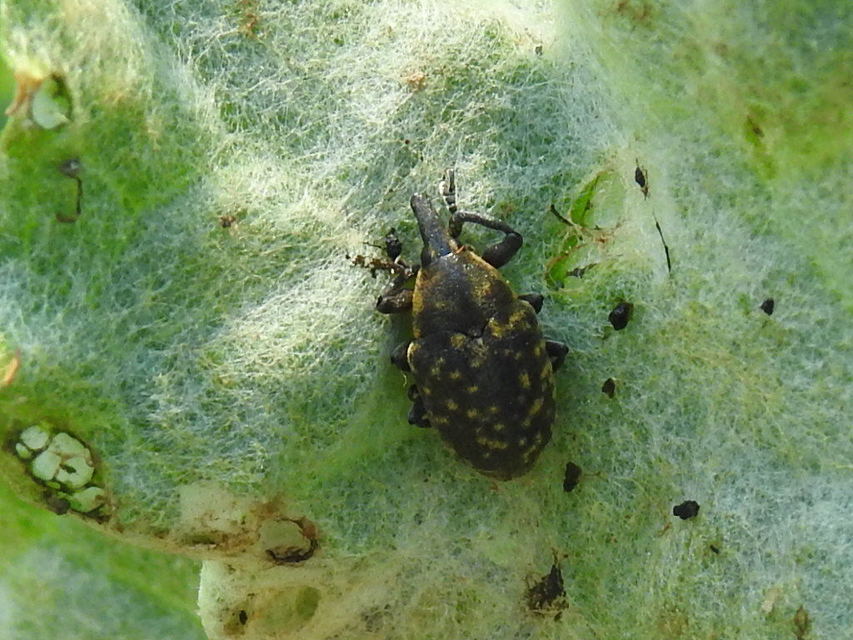 Larinus turbinatus - kúposorrú púderbarkó