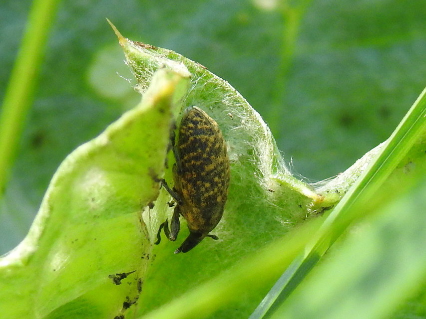 Larinus turbinatus - kúposorrú púderbarkó