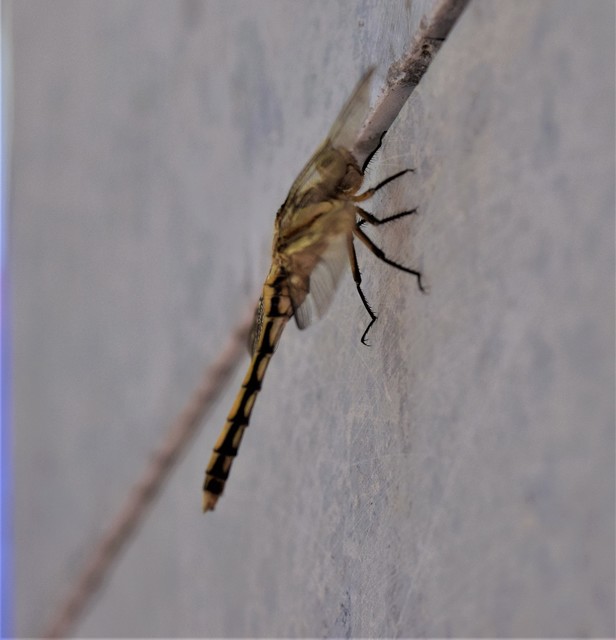 Orthetrum albistylum - fehérfarkú pásztorszitakötő
