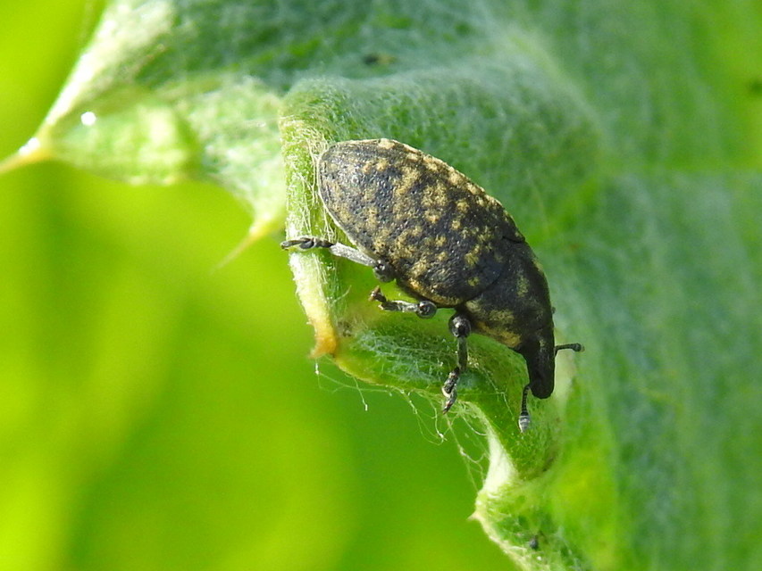 Larinus turbinatus - kúposorrú púderbarkó