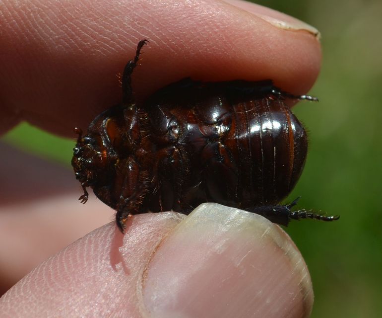 Pentodon idiota - butabogár