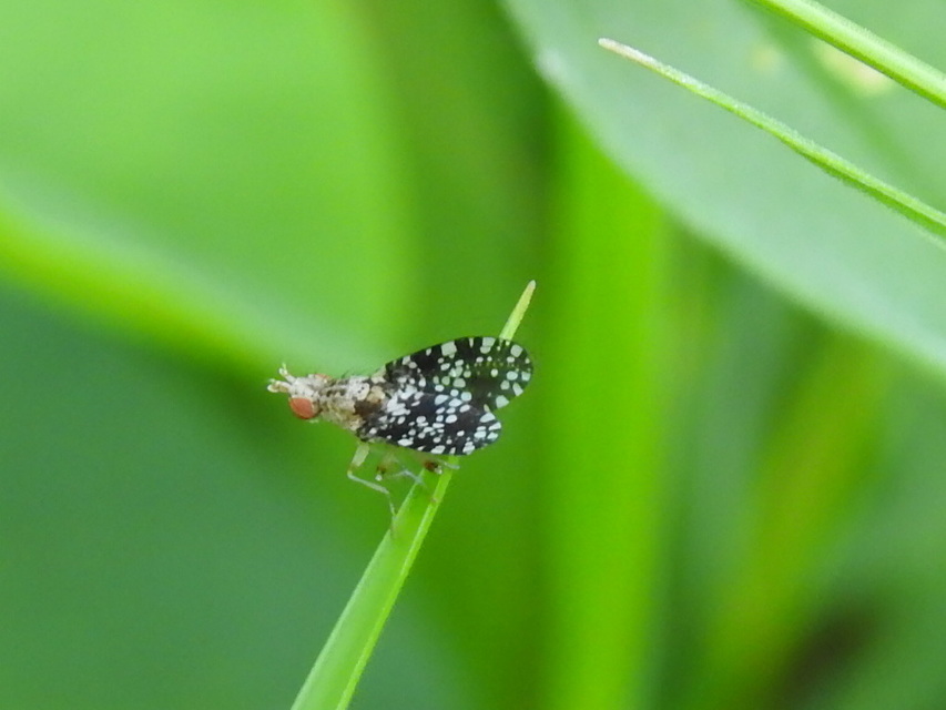 Trypetoptera punctulata - pirosszemű szarvaslégy