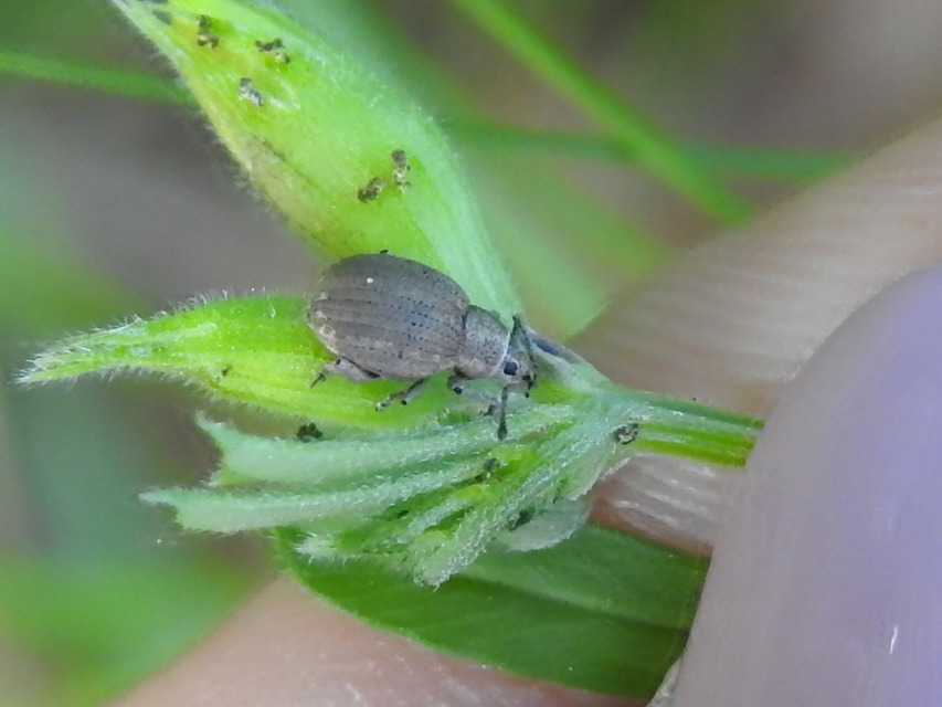Peritelus familiaris - nagy kendermagbogár