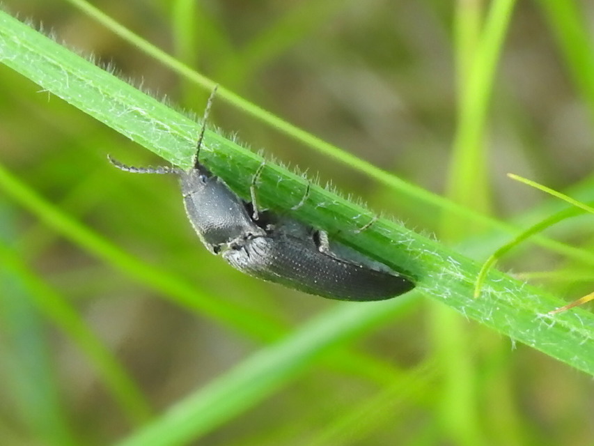 Melanotus
