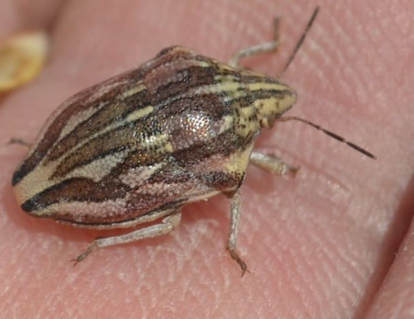 Odontotarsus purpureolineatus - tarka pajzsospoloska