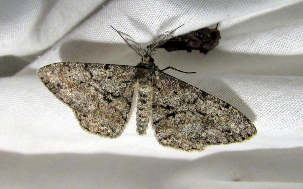 Hypomecis roboraria - nagy tölgyfaaraszoló