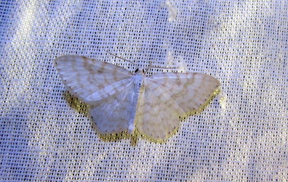 Asthena albulata - gyertyán-fehéraraszoló