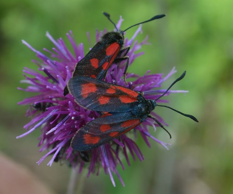 Zygaena loti - közönséges csüngőlepke