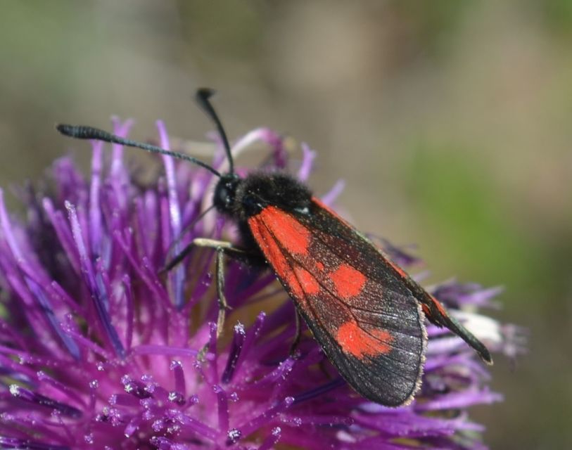 Zygaena loti - közönséges csüngőlepke