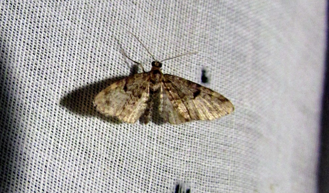 Eupithecia tantillaria - feketegyűrűs törpearaszoló