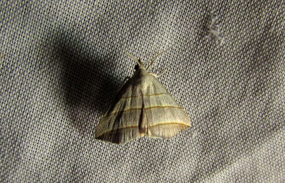 Colobochyla salicalis - háromsávos törpebagoly