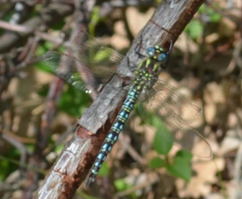 Brachytron pratense - szőrös karcsúacsa