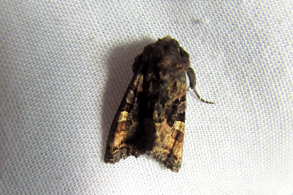 Euplexia lucipara - szeder-csipkésbagoly