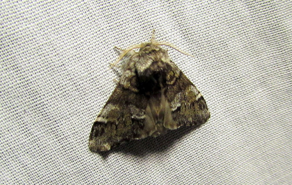 Drymonia dodonea - bélyeges púposszövő