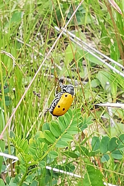 Lachnaia sexpunctata - szőrösnyakú zsákhordóbogár