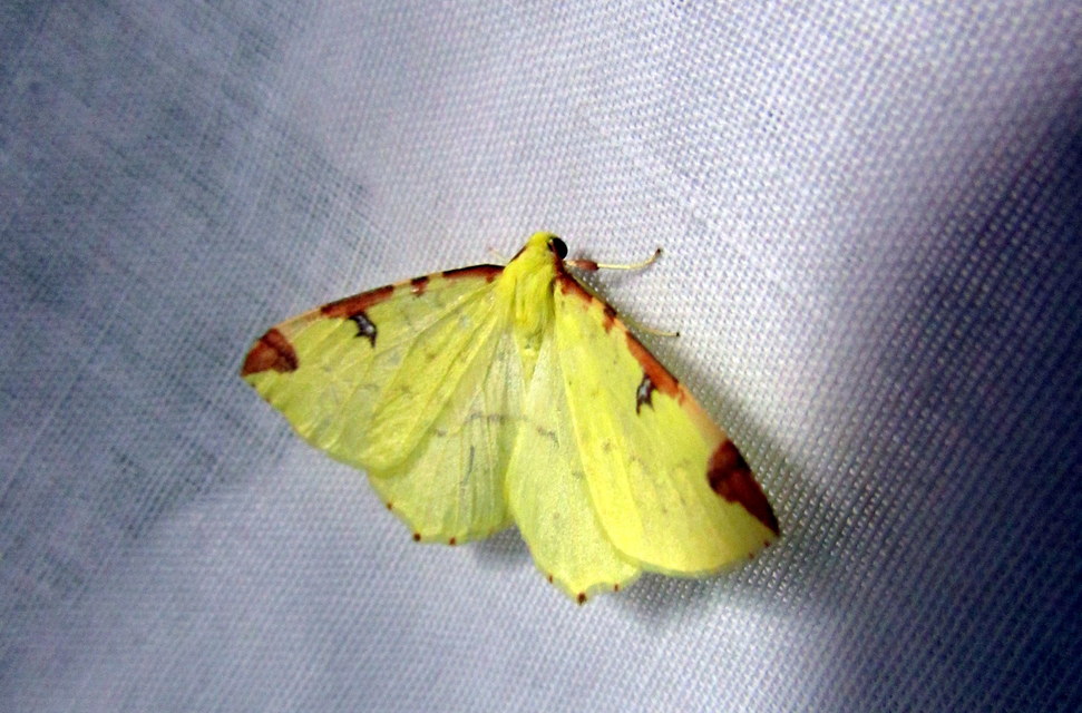 Opisthograptis luteolata - citromsárga araszoló
