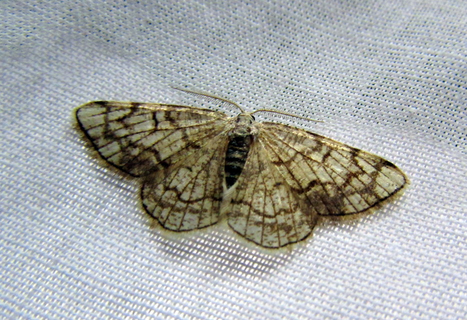 Stegania dilectaria - fehérnyár-araszoló
