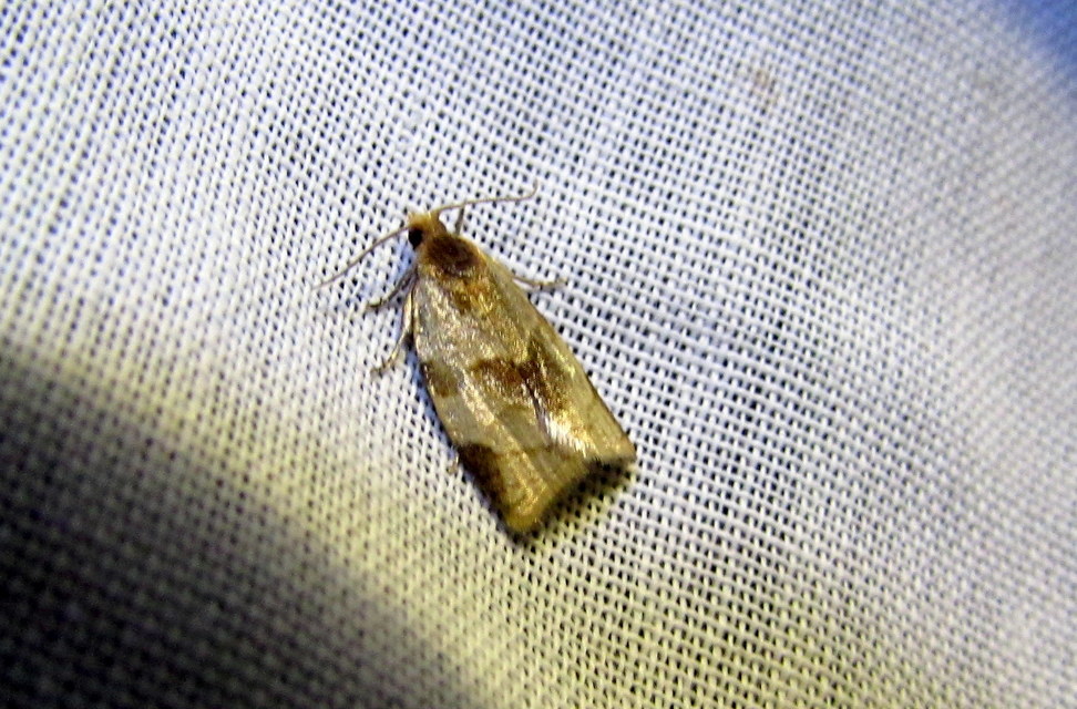 Clepsis rurinana - fakó sodrómoly