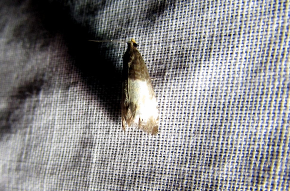 Notocelia cynosbatella - rózsahajtás-tükrösmoly