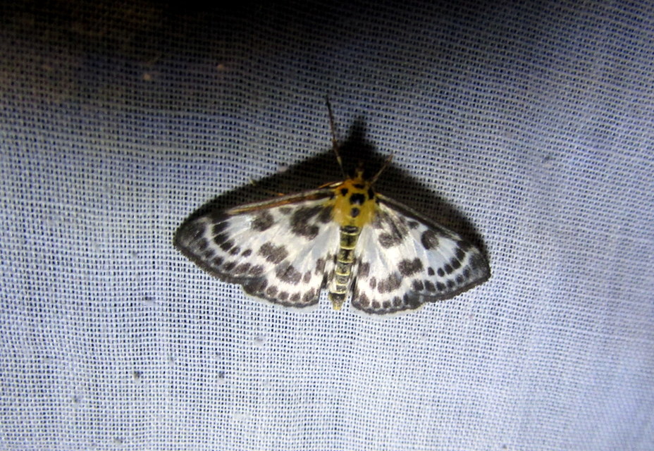 Anania hortulata - tarka csalánmoly