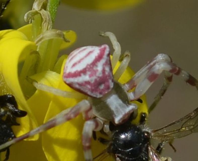 Thomisus onustus - fehér karolópók