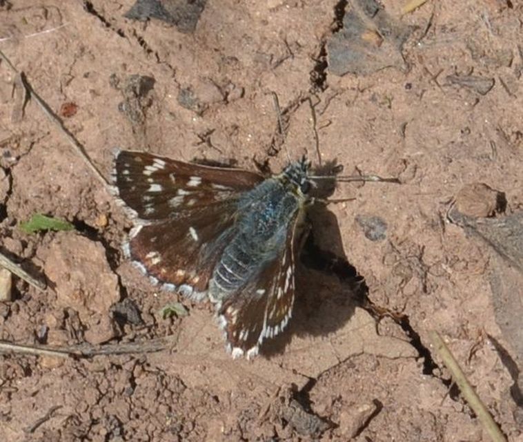 Spialia orbifer - törpe busalepke