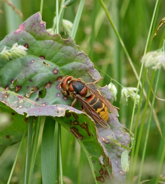 Vespa crabro - lódarázs