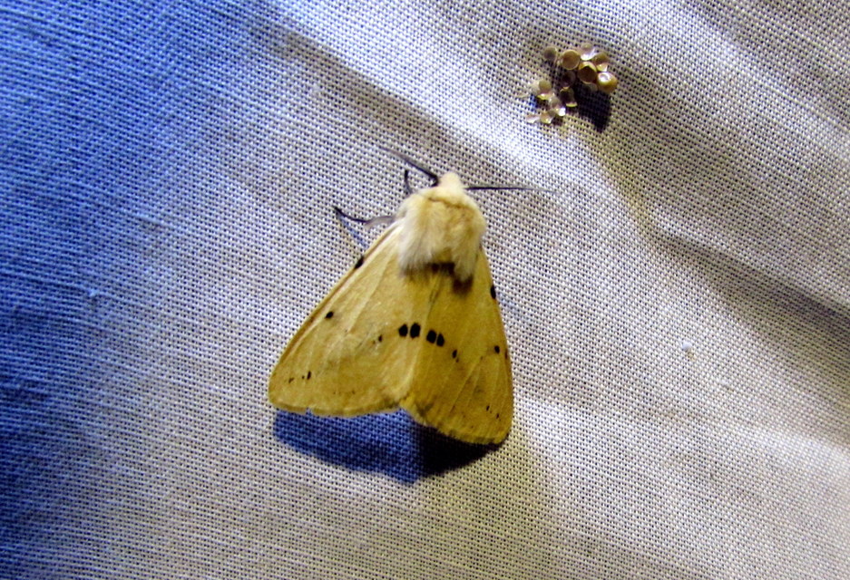 Spilarctia lutea - sárgás medvelepke