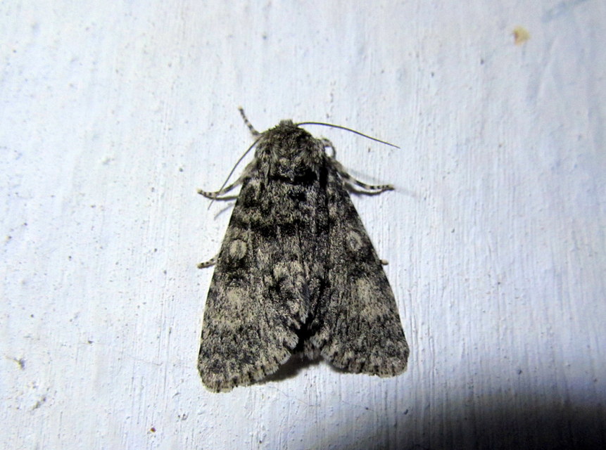Acronicta megacephala - nagyfejű szigonyosbagoly