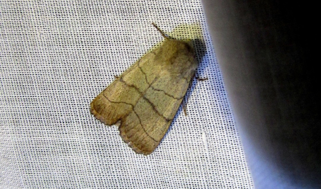 Charanyca trigrammica - háromsávos lombbagoly