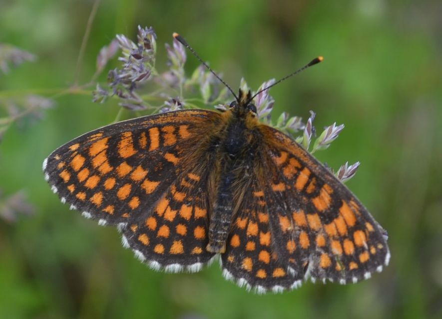 Melitaea athalia/aurelia/britomartis